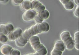 Levande blodanalys